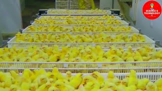 AMAZING FULL PROCESS OF MODERN HIGHTECH CHICKS HATCHERY MODERN POULTRY HATCHERY TECHNOLOGYFARMING [upl. by Paehpos]