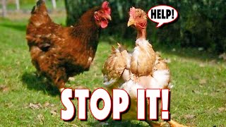 CHICKEN PECKING ORDER Problems That You Can Overcome 10 Sickness amp Pecking Signs To Watch Out For [upl. by Hearn]