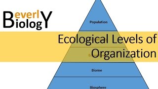 Ecological Levels of Organization [upl. by Ahsila875]