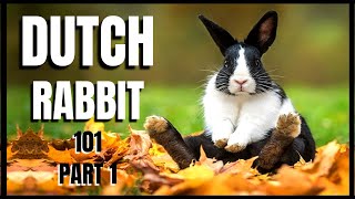 Dutch Rabbit 101 Part 1 [upl. by Azaria]