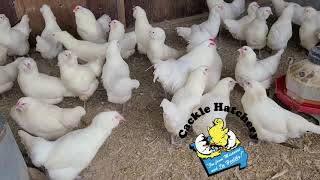 White Ameraucana chickens  Cackle Hatchery [upl. by Amles]