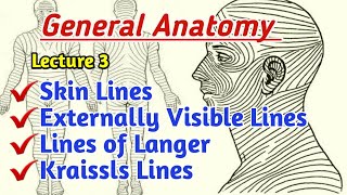 Skin linesLanger linesWhat are langer lines Kraissls lines lecture 3 General Anatomy [upl. by Eivi]