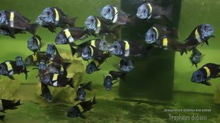 Tropheus duboisi White Spotted Cichlid Звездчатый трофеус [upl. by Nolyd]