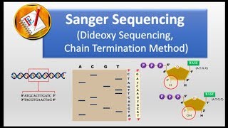 How Sanger Sequencing Works Classic Sanger Method [upl. by Cl667]