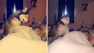 Husky Tries To Wake Up Owner [upl. by Churchill325]