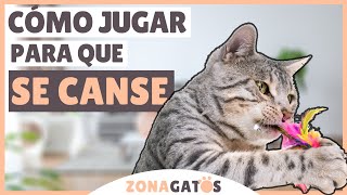 Cómo JUGAR con tu gato para que se CANSE físicamente [upl. by Ahseenyt446]