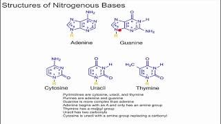 Structure of Nitrogenous Bases [upl. by Yerbua]