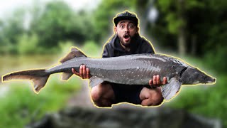 My FIRST time Sturgeon Fishing 😳 [upl. by Irt945]