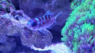 15 G Nano Reef – Chalk Bass Creature Feature [upl. by Naesal876]