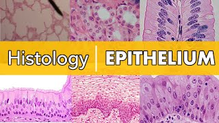 Histology  Epithelium [upl. by Agn]