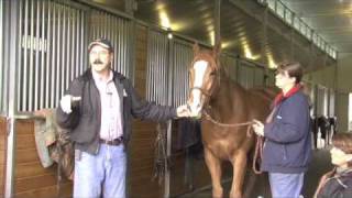 Horse Massage Where To Start Working on the Horse using the Masterson Method® [upl. by Jarv]