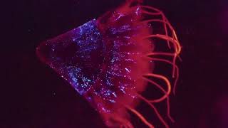 Mariana Trench The Life Challenges at the Deepest Sea Floor natueswildtv documentary [upl. by Lehsar]