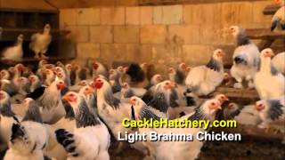 Light Brahma Chicken Breed Breeder Flock  Cackle Hatchery [upl. by Huston]