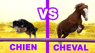 CHIEN VS CHEVAL  LE MEILLEUR AMI DE LHOMME [upl. by Coralyn]