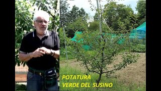 Potatura verde del susino [upl. by Salsbury]