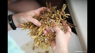 SCIENCE BRIEF What is Sargassum [upl. by Chessa]