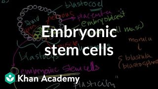 Human Embryology Initial Stages Of Embryogenesis [upl. by Ennaylil]