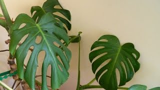 Repotting a 32 Year Old Monster  Monstera deliciosa cheese plant [upl. by Betty]