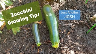 Three Simple Zucchini Growing Tips [upl. by Carrissa]