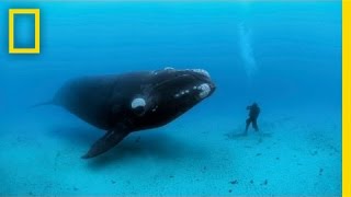 Diving with Whales  Nat Geo Live [upl. by Eiramanna]