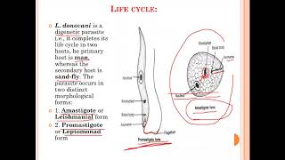Leishmania donovani [upl. by Cosenza571]