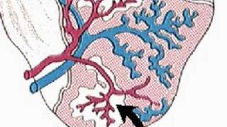 How the Body Works  The Spleen [upl. by Zoilla]