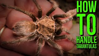 Top 10 Tarantulas To Handle How To Hold a Spider [upl. by Lucinda757]