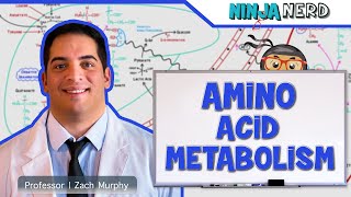 Metabolism  Amino Acid Metabolism [upl. by Milton229]