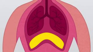 What is the Diaphragm [upl. by Rebmit]