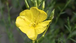 Plant portrait  Evening primrose Oenothera biennis [upl. by Lira]