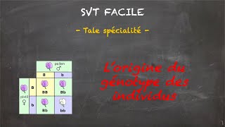 SVT FACILE  Tale spé  Lorigine du génotype des individus [upl. by Etam]