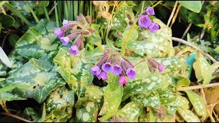 How to grow Pulmonaria  Lungworts coldhardy plants for pollinators and great groundcover in shade [upl. by Llennhoj]