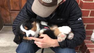 Bernese Mountain Dog puppy PASSED OUT [upl. by Anaeda]