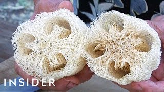 How Luffa Sponges Are Made [upl. by Adi]