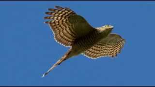 Sparrowhawk Bird Call Bird Song [upl. by Yetac]