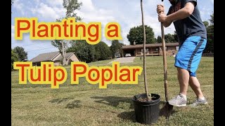 Planting a Tulip Poplar Tree Start to Finish  Liriodendron tulipifera [upl. by Fonsie928]