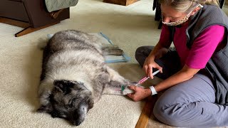 Saying Goodbye to Our 14 Year Old Norwegian Elkhound – Euthanasia in Our Home [upl. by Millard69]