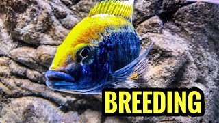 Breeding African Cichlids Is Easy [upl. by Oicnedurp]