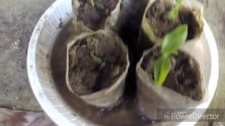 How to grow basella rubra from seed [upl. by Hakan]