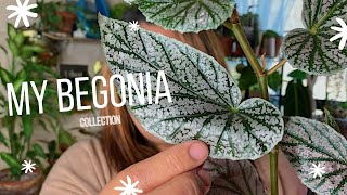 My Begonia Collection  Begonia Care Guide [upl. by Ahsenat]