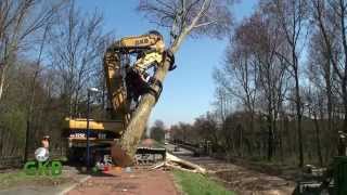 bomen rooien Hoek van Holland [upl. by Anolahs41]