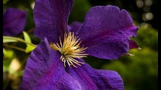 How to prune Group 3 Clematis [upl. by Aiekam]