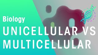 Unicellular vs Multicellular  Cells  Biology  FuseSchool [upl. by Fondea411]