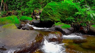 Magical Forest Sounds Bird Song Babbling Brook Nature Sounds ASMR [upl. by Tak]