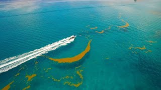 The Astounding Length of Seaweed in the Sargasso Sea 4K [upl. by Brady]