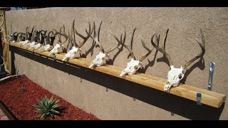 HOW TO CLEAN A DEER SKULL EASY PROFESSIONAL METHOD [upl. by Pier]