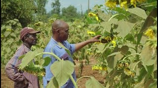 Farming with Conservation Agriculture in Kenya [upl. by Nalehp]