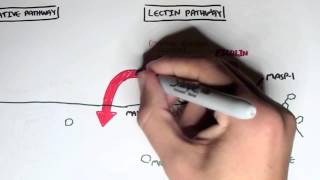 Immunology  Innate Immunity Complement System Overview [upl. by Adelina]