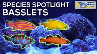 Species Spotlight BASSLETS  With Hilary Marine Biologist of WaterLoggedLifecom [upl. by Hairym452]