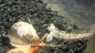 Cone Snail video [upl. by Aioj]